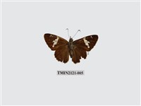 藏品(雙帶弄蝶)的圖片